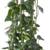 Klimop (Hedera Hibernica 'Fleura Terrazza') D 27 H 100 Cm 1 Klimop (Hedera Hibernica 'Fleura Terrazza') D 27 H 100 Cm -PlantenPuur Verkoopwinkel 8717263584537