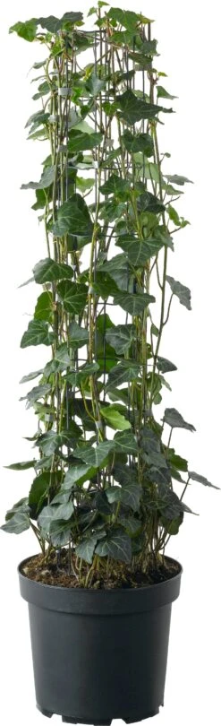 Klimop (Hedera Hibernica 'Fleura Terrazza') D 27 H 100 Cm