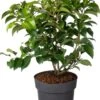 Portugese Laurier (Prunus Lusitanica 'Tico') D 21 H 50 Cm 2 Portugese Laurier (Prunus Lusitanica 'Tico') D 21 H 50 Cm -PlantenPuur Verkoopwinkel 8717263584612 0