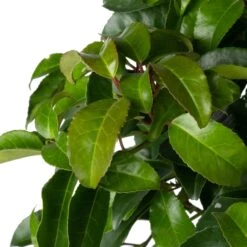 Portugese Laurier (Prunus Lusitanica 'Tico') D 21 H 50 Cm -PlantenPuur Verkoopwinkel 8717263584612 1