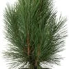 Zwarte Den (Pinus Nigra 'Pyramidalis') D 26 H 40 Cm -PlantenPuur Verkoopwinkel 8717263584810 0