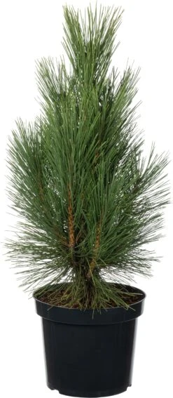 Zwarte Den (Pinus Nigra 'Pyramidalis') D 26 H 40 Cm