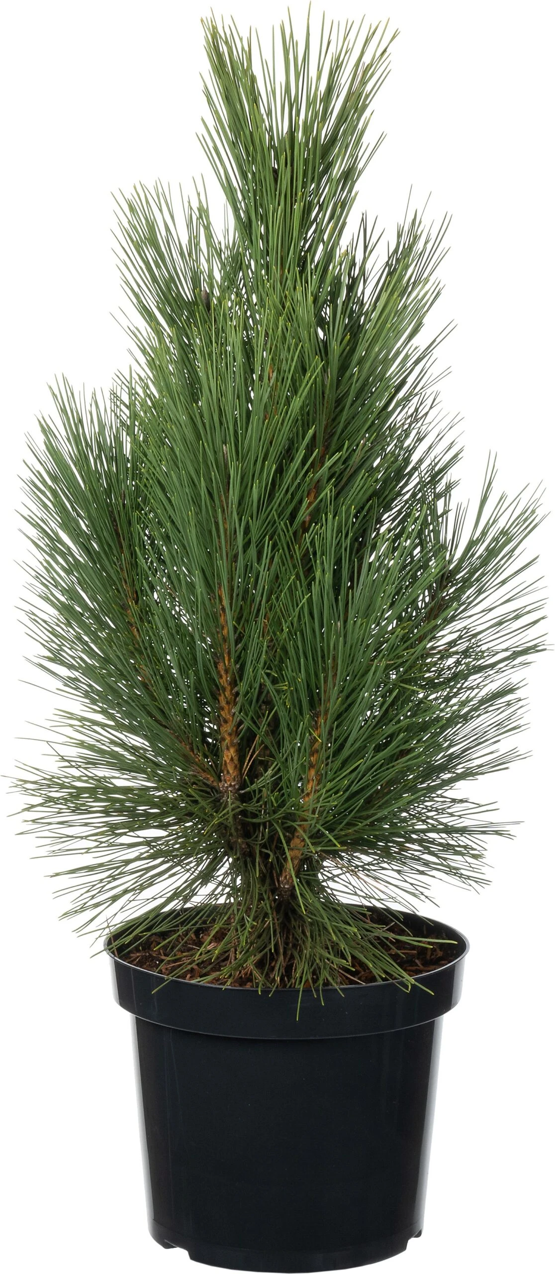 Zwarte Den (Pinus Nigra 'Pyramidalis') D 26 H 40 Cm 3 Zwarte Den (Pinus Nigra 'Pyramidalis') D 26 H 40 Cm