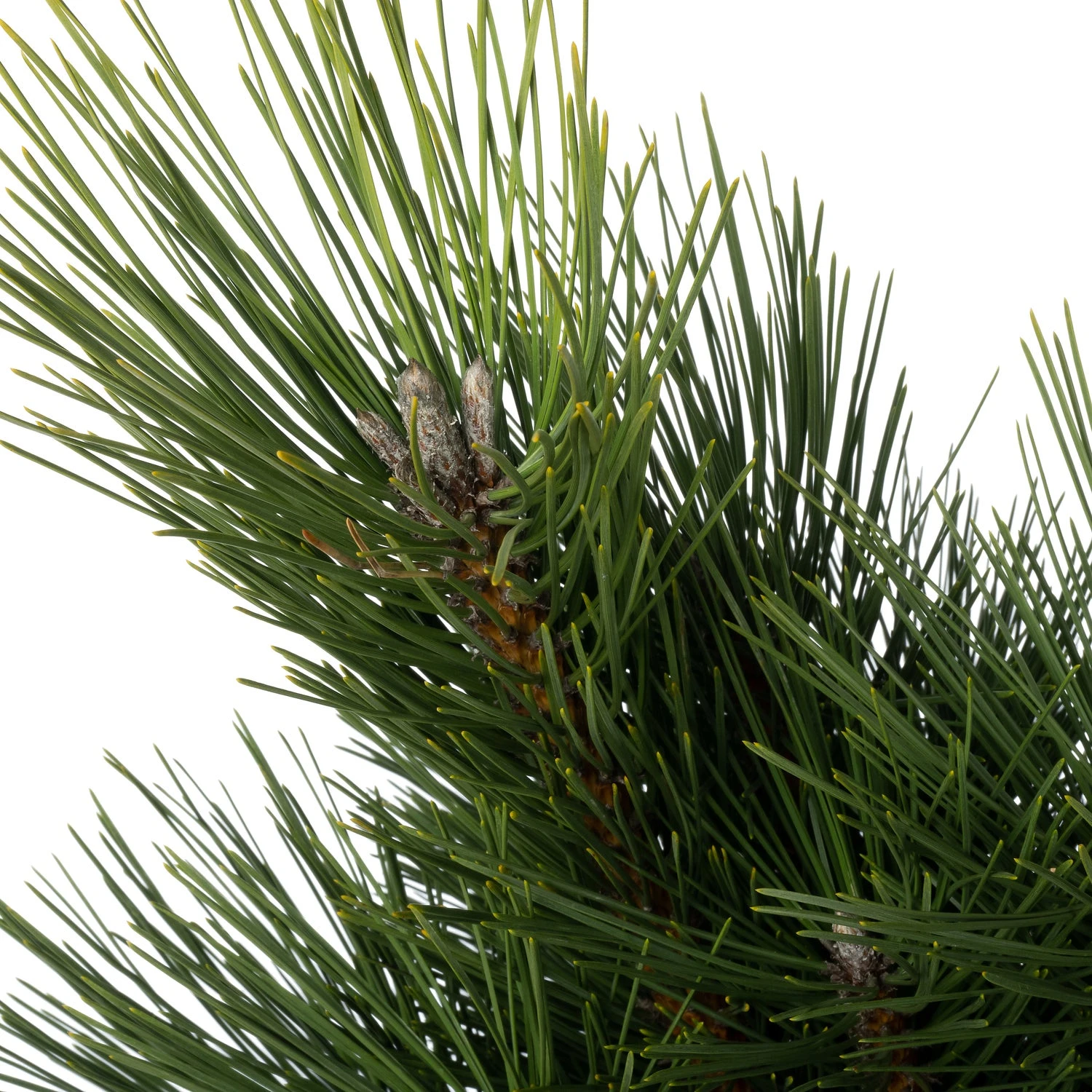 Zwarte Den (Pinus Nigra 'Pyramidalis') D 26 H 40 Cm 4 Zwarte Den (Pinus Nigra 'Pyramidalis') D 26 H 40 Cm - Afbeelding 2