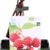 Biologische Herfst- En Zomerframboos (Rubus Idaeus 'Sugana Two-Timer® Red') D 19 H 60 Cm -PlantenPuur Verkoopwinkel 8717263585329 1