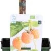 Biologische Herfst- En Zomerframboos (Rubus Idaeus 'Sugana Two-Timer® Yellow') D 19 H 60 Cm -PlantenPuur Verkoopwinkel 8717263585336 1