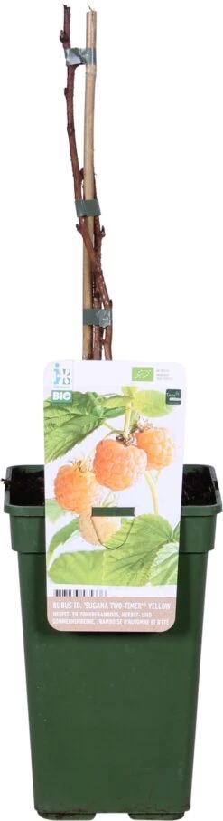 Biologische Herfst- En Zomerframboos (Rubus Idaeus 'Sugana Two-Timer® Yellow') D 19 H 60 Cm
