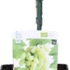 Biologische Witte Druif (Vitis Vinifera 'Phoenix') D 19 H 60 Cm -PlantenPuur Verkoopwinkel 8717263585343 1