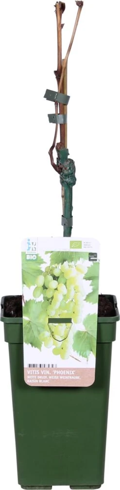 Biologische Witte Druif (Vitis Vinifera 'Phoenix') D 19 H 60 Cm