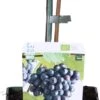 Biologische Pitloze Blauwe Druif (Vitis Vinifera 'Venus') D 19 H 60 Cm -PlantenPuur Verkoopwinkel 8717263585350 1