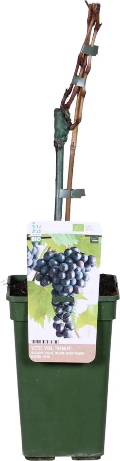 Biologische Pitloze Blauwe Druif (Vitis Vinifera 'Venus') D 19 H 60 Cm