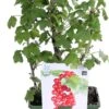 Biologische Rode Bes (Ribes Rubrum 'Lisette®') D 19 H 60 Cm 2 Biologische Rode Bes (Ribes Rubrum 'Lisette®') D 19 H 60 Cm -PlantenPuur Verkoopwinkel 8717263585374 1