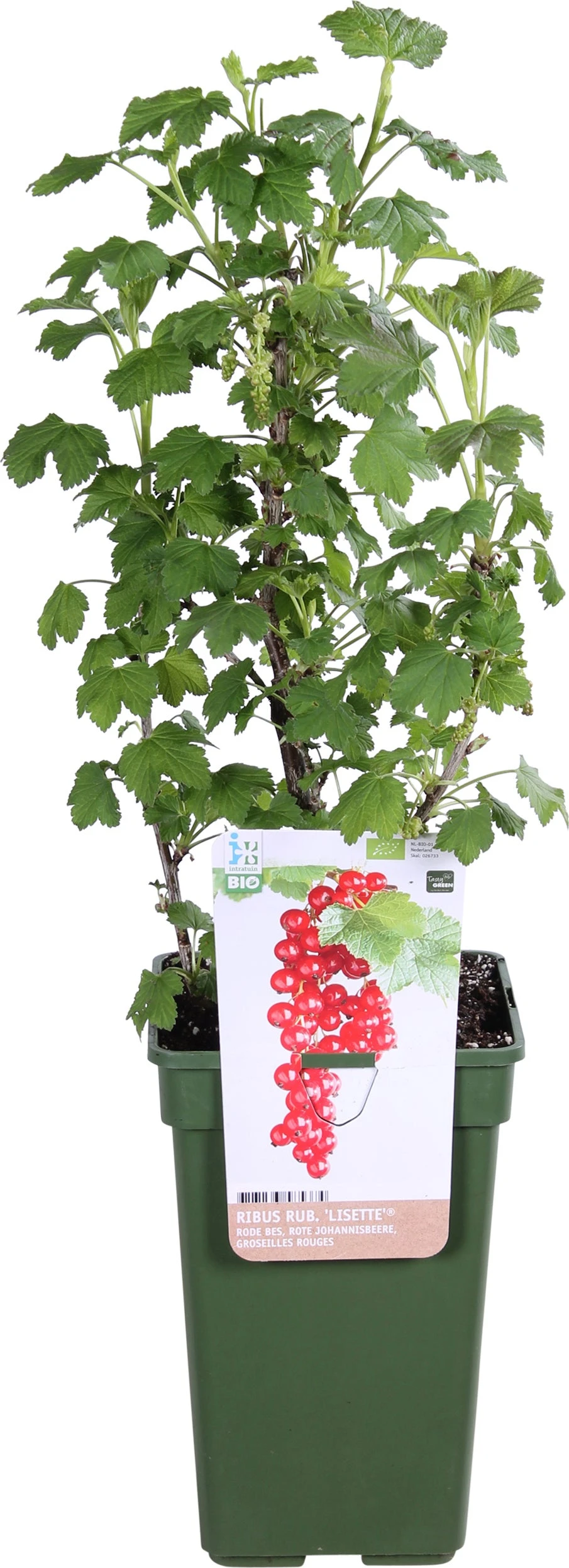 Biologische Rode Bes (Ribes Rubrum 'Lisette®') D 19 H 60 Cm 3 Biologische Rode Bes (Ribes Rubrum 'Lisette®') D 19 H 60 Cm