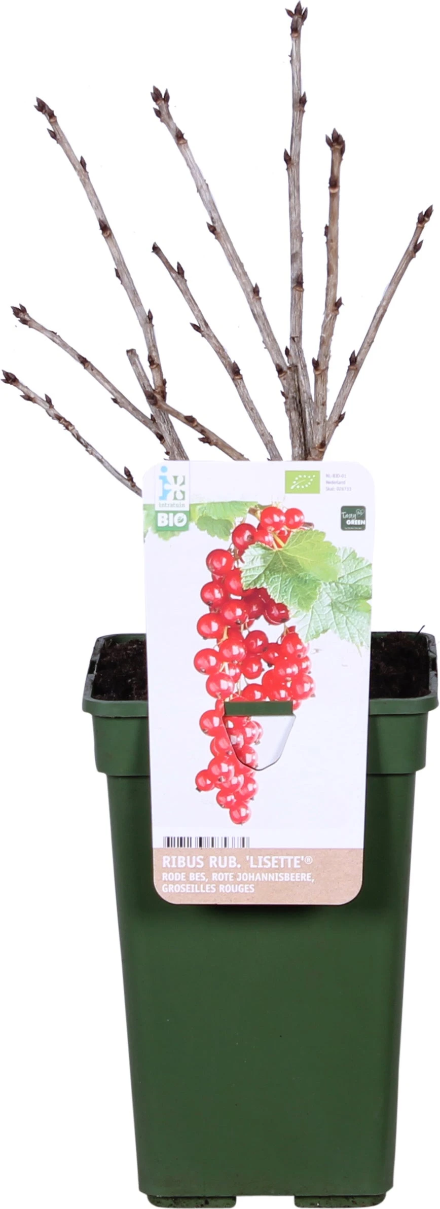Biologische Rode Bes (Ribes Rubrum 'Lisette®') D 19 H 60 Cm 4 Biologische Rode Bes (Ribes Rubrum 'Lisette®') D 19 H 60 Cm - Afbeelding 2