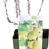 Biologische Rode Kruisbes (Ribes Uva 'Lady Late®') D 19 H 60 Cm 2 Biologische Rode Kruisbes (Ribes Uva 'Lady Late®') D 19 H 60 Cm -PlantenPuur Verkoopwinkel 8717263585381 1