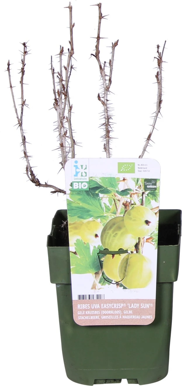 Biologische Rode Kruisbes (Ribes Uva 'Lady Late®') D 19 H 60 Cm 3 Biologische Rode Kruisbes (Ribes Uva 'Lady Late®') D 19 H 60 Cm