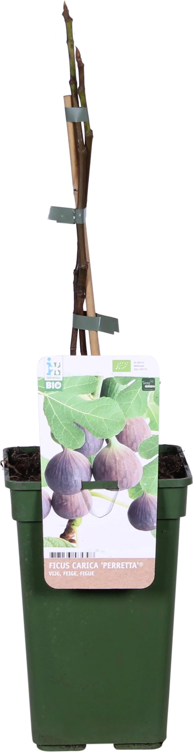Biologische Vijg (Ficus Carica 'Perretta®') D 19 H 60 Cm 3 Biologische Vijg (Ficus Carica 'Perretta®') D 19 H 60 Cm