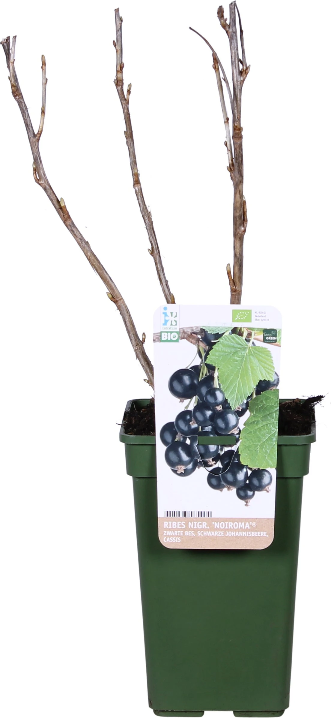Biologische Zwarte Bes (Ribes Nigrum 'Noiroma®') D 19 H 60 Cm 3 Biologische Zwarte Bes (Ribes Nigrum 'Noiroma®') D 19 H 60 Cm