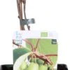 Biologische Kiwi Bes (Actinidia Arguta 'Issai') D 19 H 60 Cm