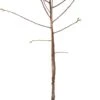 Biologische Zoete Kers (Prunus Avium 'Büttners Rode') D 23 H 80 Cm 1 Biologische Zoete Kers (Prunus Avium 'Büttners Rode') D 23 H 80 Cm -PlantenPuur Verkoopwinkel 8717263587286