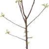 Biologische Handappel (Malus Domestica 'Elstar') D 26 H 150 Cm 2 Biologische Handappel (Malus Domestica 'Elstar') D 26 H 150 Cm -PlantenPuur Verkoopwinkel 8717263587507