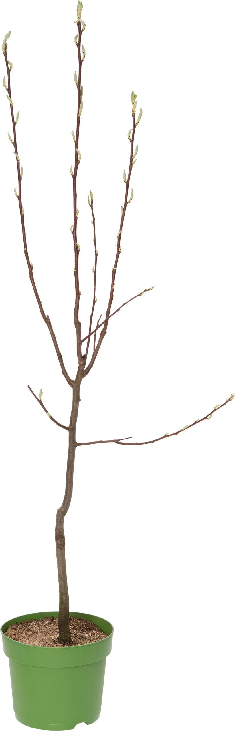 Biologische Perenboom (Pyrus Communis 'Conference') D 26 H 150 Cm 3 Biologische Perenboom (Pyrus Communis 'Conference') D 26 H 150 Cm