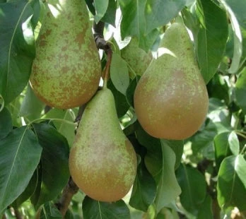 Biologische Perenboom (Pyrus Communis 'Conference') D 26 H 150 Cm 4 Biologische Perenboom (Pyrus Communis 'Conference') D 26 H 150 Cm - Afbeelding 2