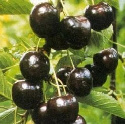 Biologische Zoete Kers (Prunus Avium 'Regina') D 26 H 150 Cm -PlantenPuur Verkoopwinkel 8717263587569 2 1