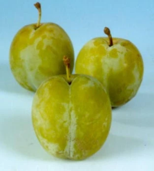 Biologische Pruim (Prunus Domestica 'Reine-Claude D'Oullins') D 26 H 150 Cm 4 Biologische Pruim (Prunus Domestica 'Reine-Claude D'Oullins') D 26 H 150 Cm - Afbeelding 2