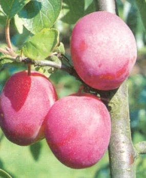 Biologische Pruim (Prunus Domestica 'Victoria') D 26 H 150 Cm 4 Biologische Pruim (Prunus Domestica 'Victoria') D 26 H 150 Cm - Afbeelding 2