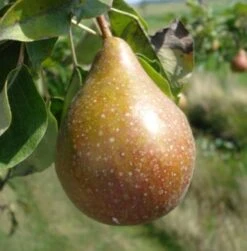 Biologische Stoofpeer (Pyrus Communis 'Gieser Wildeman') D 26 H 150 Cm -PlantenPuur Verkoopwinkel 8717263587620 1 1