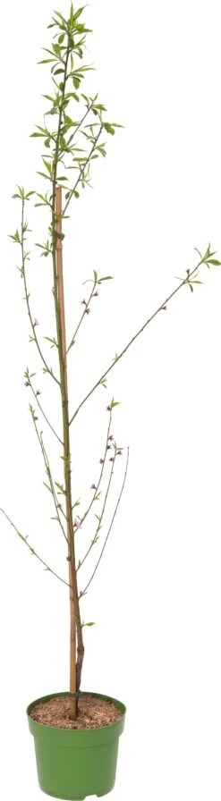 Biologische Perzik (Prunus Persica) D 26 H 150 Cm