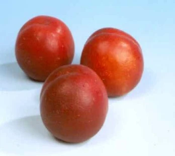 Biologische Nectarine (Prunus Persica 'Nucipersica') D 26 H 150 Cm 4 Biologische Nectarine (Prunus Persica 'Nucipersica') D 26 H 150 Cm - Afbeelding 2