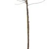 Biologische Zoete Kers (Prunus Avium 'Lapins') D 26 H 150 Cm -PlantenPuur Verkoopwinkel 8717263587651