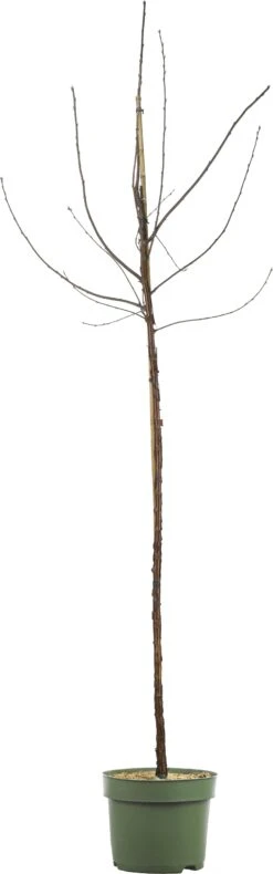 Biologische Zoete Kers (Prunus Avium 'Lapins') D 26 H 150 Cm