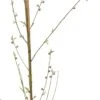 Biologische Platte Perzik (Prunus Persica 'Sandwich') Geel D 26 H 150 Cm 1 Biologische Platte Perzik (Prunus Persica 'Sandwich') Geel D 26 H 150 Cm -PlantenPuur Verkoopwinkel 8717263587675