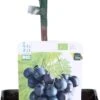 Biologische Blauwe Druif (Vitis Vinifera 'Muscat Blue') D 19 H 60 Cm 2 Biologische Blauwe Druif (Vitis Vinifera 'Muscat Blue') D 19 H 60 Cm -PlantenPuur Verkoopwinkel 8717263587842 1
