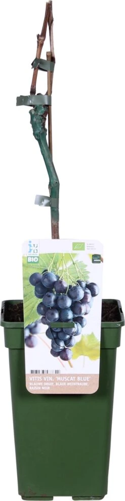 Biologische Blauwe Druif (Vitis Vinifera 'Muscat Blue') D 19 H 60 Cm