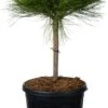 Zwarte Den (Pinus Nigra 'Marie Brégeon') D 24 H 40 Cm 2 Zwarte Den (Pinus Nigra 'Marie Brégeon') D 24 H 40 Cm -PlantenPuur Verkoopwinkel 8717263589846 0