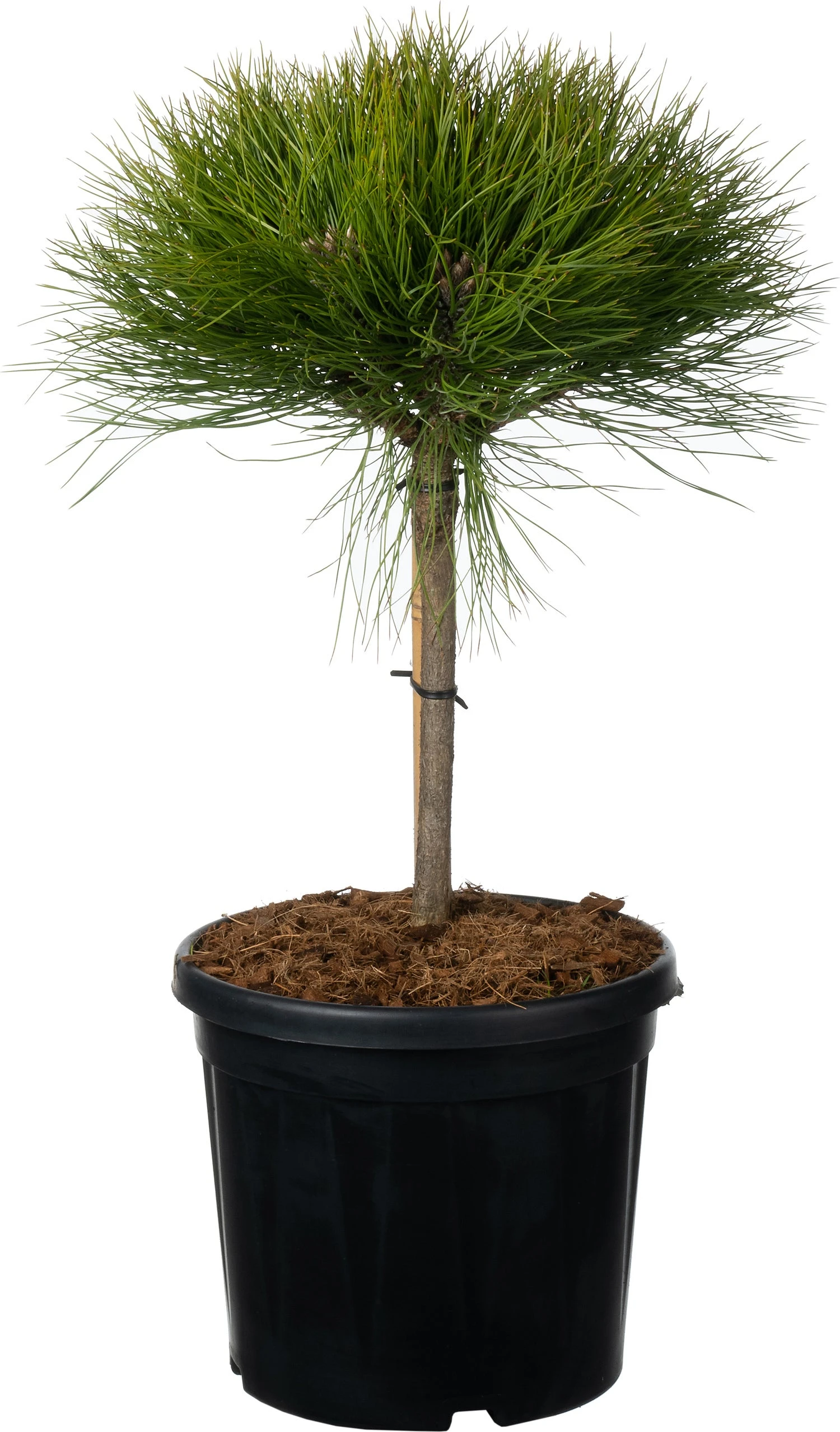 Zwarte Den (Pinus Nigra 'Marie Brégeon') D 24 H 40 Cm 3 Zwarte Den (Pinus Nigra 'Marie Brégeon') D 24 H 40 Cm
