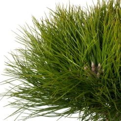 Zwarte Den (Pinus Nigra 'Marie Brégeon') D 24 H 40 Cm 5 Zwarte Den (Pinus Nigra 'Marie Brégeon') D 24 H 40 Cm -PlantenPuur Verkoopwinkel 8717263589846 1