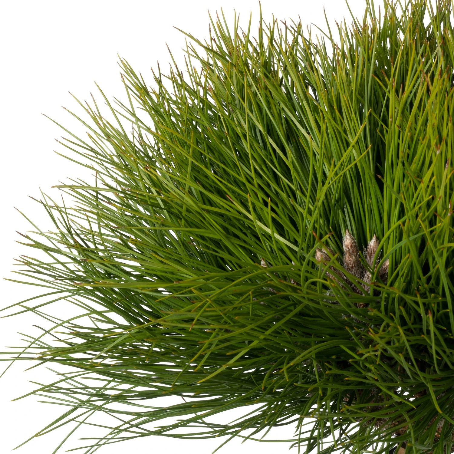 Zwarte Den (Pinus Nigra 'Marie Brégeon') D 24 H 40 Cm 4 Zwarte Den (Pinus Nigra 'Marie Brégeon') D 24 H 40 Cm - Afbeelding 2