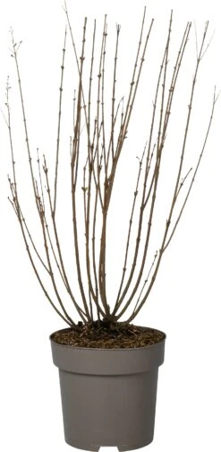 Sering (Syringa Bloomerang® 'Dark Purple') D 28 H 40 Cm