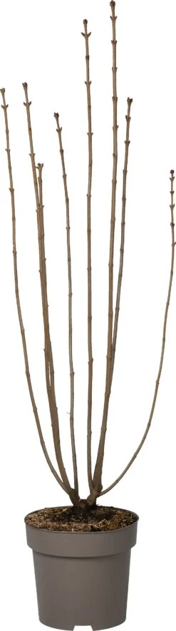 Sering (Syringa Vulgaris 'Ruhm Von Horstenstein') D 27 H 80 Cm