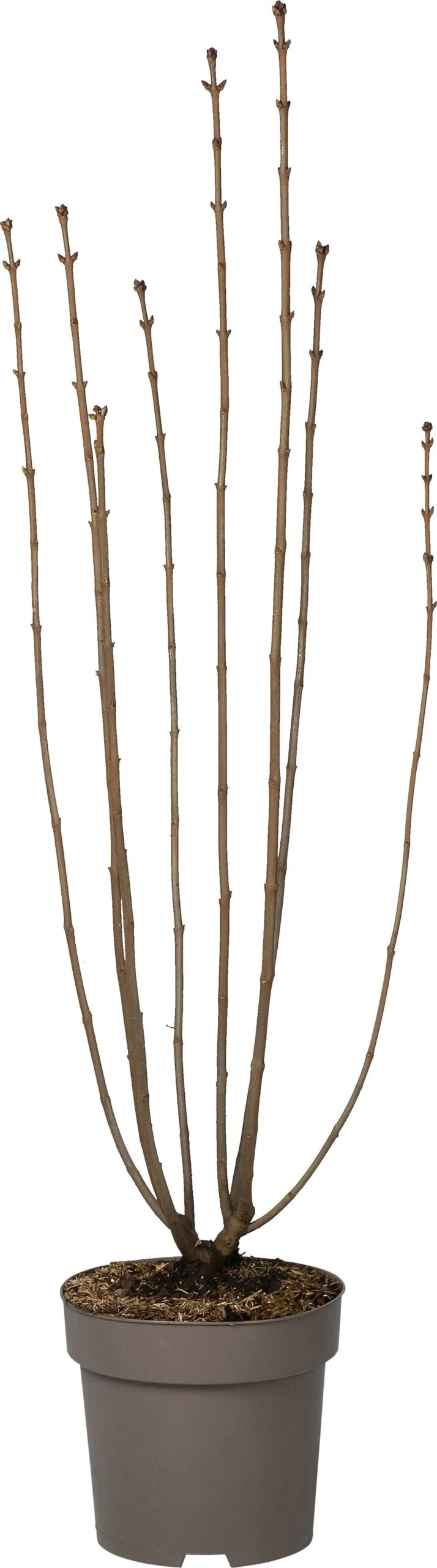 Sering (Syringa Vulgaris 'Ruhm Von Horstenstein') D 27 H 80 Cm 3 Sering (Syringa Vulgaris 'Ruhm Von Horstenstein') D 27 H 80 Cm