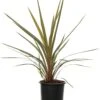 Koolpalm (Cordyline Australis) D 22 H 19 Cm -PlantenPuur Verkoopwinkel 8717263590781
