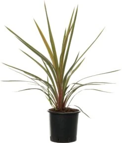 Koolpalm (Cordyline Australis) D 22 H 19 Cm