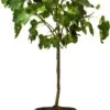 Vijg Op Stam (Ficus Carica) D 32 H 140 Cm -PlantenPuur Verkoopwinkel 8717263592082 1