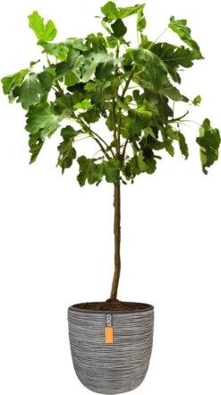 Vijg Op Stam (Ficus Carica) D 32 H 140 Cm