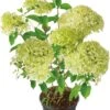 Pluimhortensia (Hydrangea Paniculata 'Limelight') D 29 H 50 Cm 2 Pluimhortensia (Hydrangea Paniculata 'Limelight') D 29 H 50 Cm -PlantenPuur Verkoopwinkel 8717263621546 1